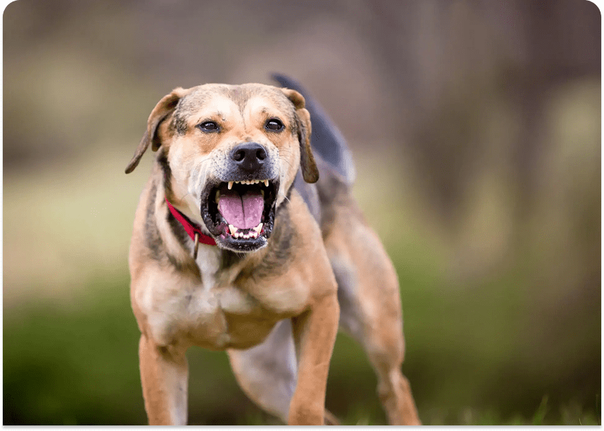 Dog showing teeth outdoors